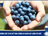 Blueberry chống gốc tự do - suy giảm trí nhớ