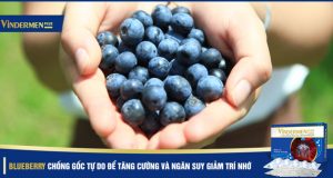 Blueberry chống gốc tự do - suy giảm trí nhớ