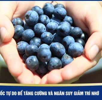 Blueberry chống gốc tự do - suy giảm trí nhớ